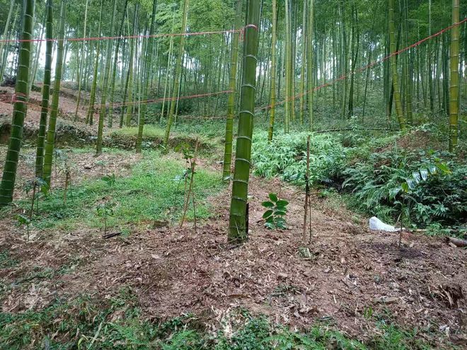 芒果体育林下种植中药材拓宽增收路(图1)